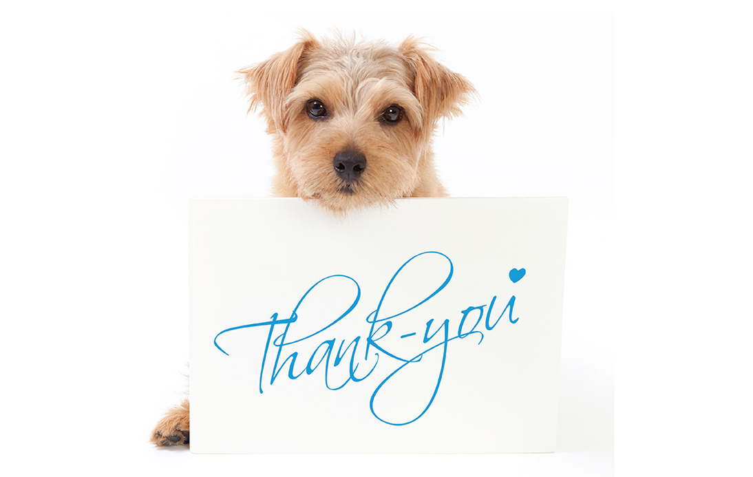 Thank you card design with dog on front